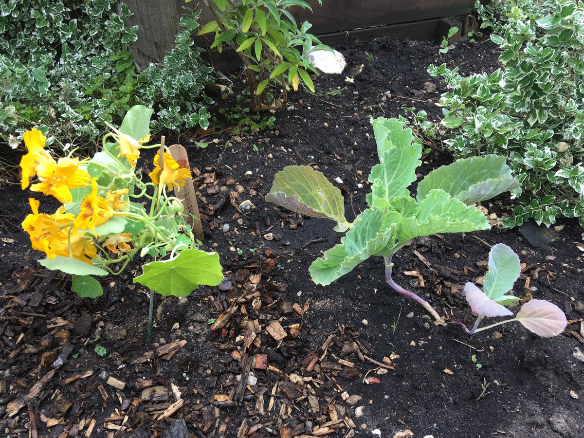 Another great morning at the community garden on our site... we’ve got courgettes, runner beans, strawberries, chillis, aubergines, squash, herbs, nasturtiums, celery, broccoli and more planted... we’ll see what grows! Watch this space! 🍓🍅🥦🌶 #IncredibleEdible <a href="/IncEdNetwork/">Incredible Edible</a>