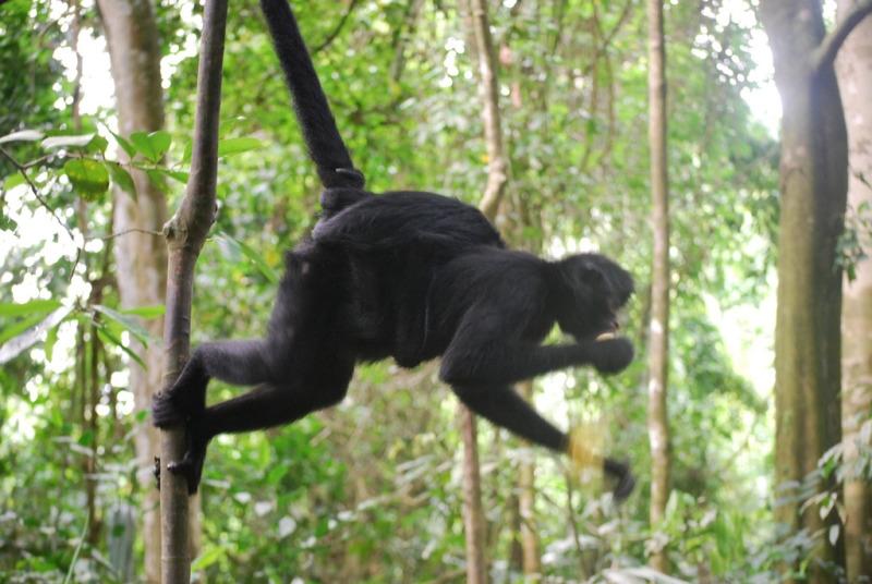 Spider Monkey mother with baby ecs.page.link/8ASu