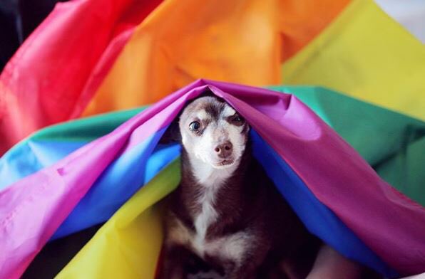 Makethemroar's tweet photo. Happy #PrideInLondon weekend everyone. Love is love. 

Image by Sharon McCutcheon https://t.co/4dWfM6bbe0