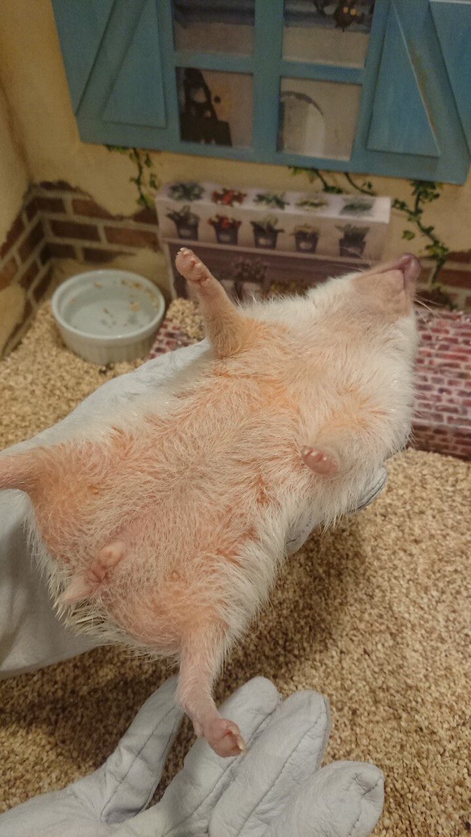 お転婆しおちゃん