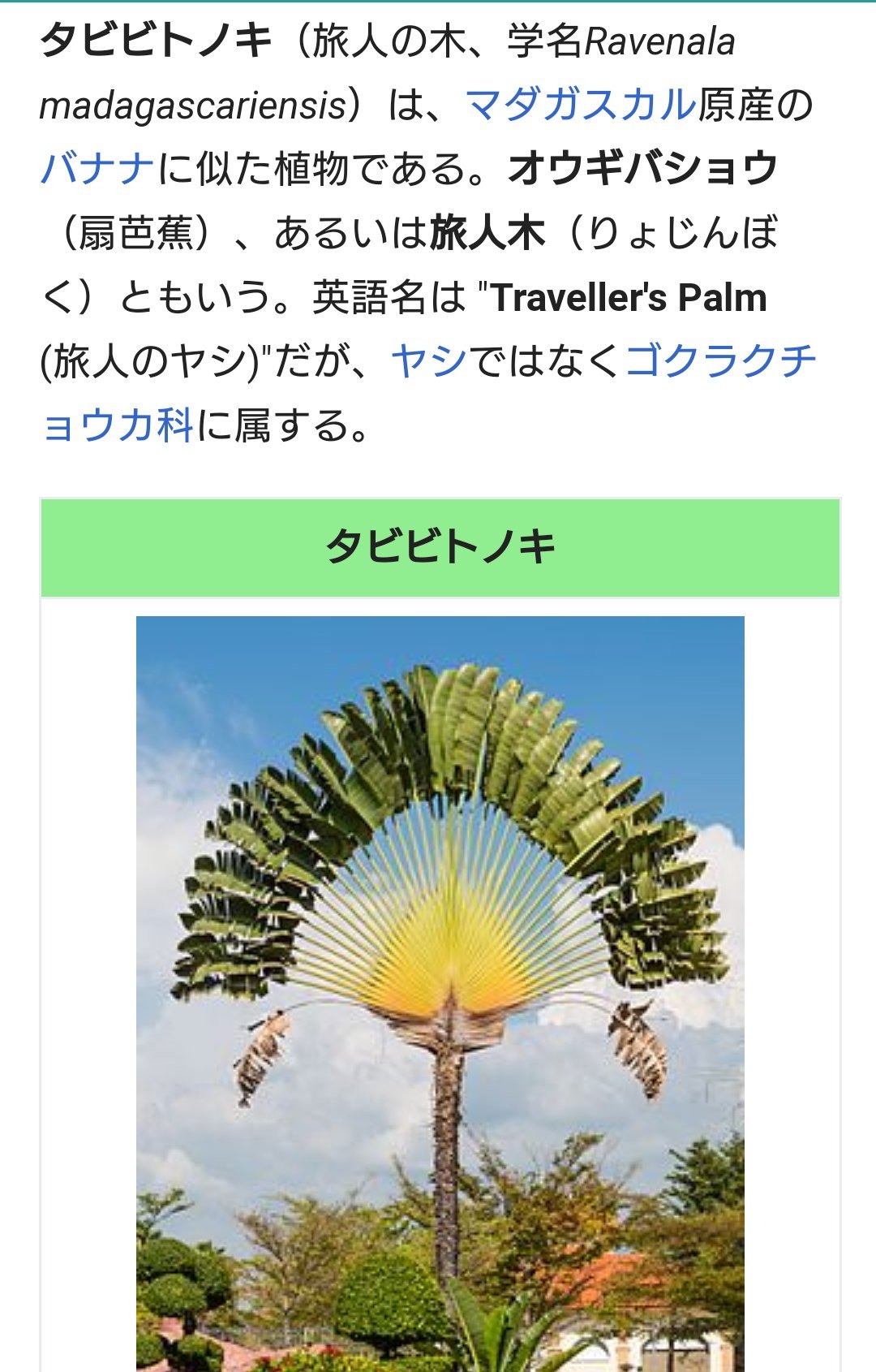 【現品】旅人の木/扇芭蕉　ドライ　特大（1） 現品】旅人の木/扇芭蕉 ドライ 特大（1）