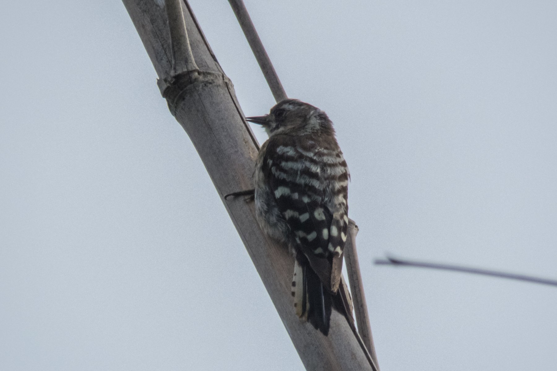 遊佐 徹 Twitterissa コゲラ 実家の隣にある竹林から 何かがこすれあうような不思議な音がしました コゲラのドラミングです 目にもとまらぬ速さで 竹を突っついていました 小啄木鳥 キツツキ目キツツキ科 T Co Btqvvltfsj Twitter 遊佐 徹 Twitterissa コゲラ 実家の隣にある竹林から 何かがこすれあうような不思議な音がしました コゲラのドラミングです 目にもとまらぬ速さで 竹を突っついていました 小啄木鳥 キツツキ目キツツキ科 T Co Btqvvltfsj Twitter