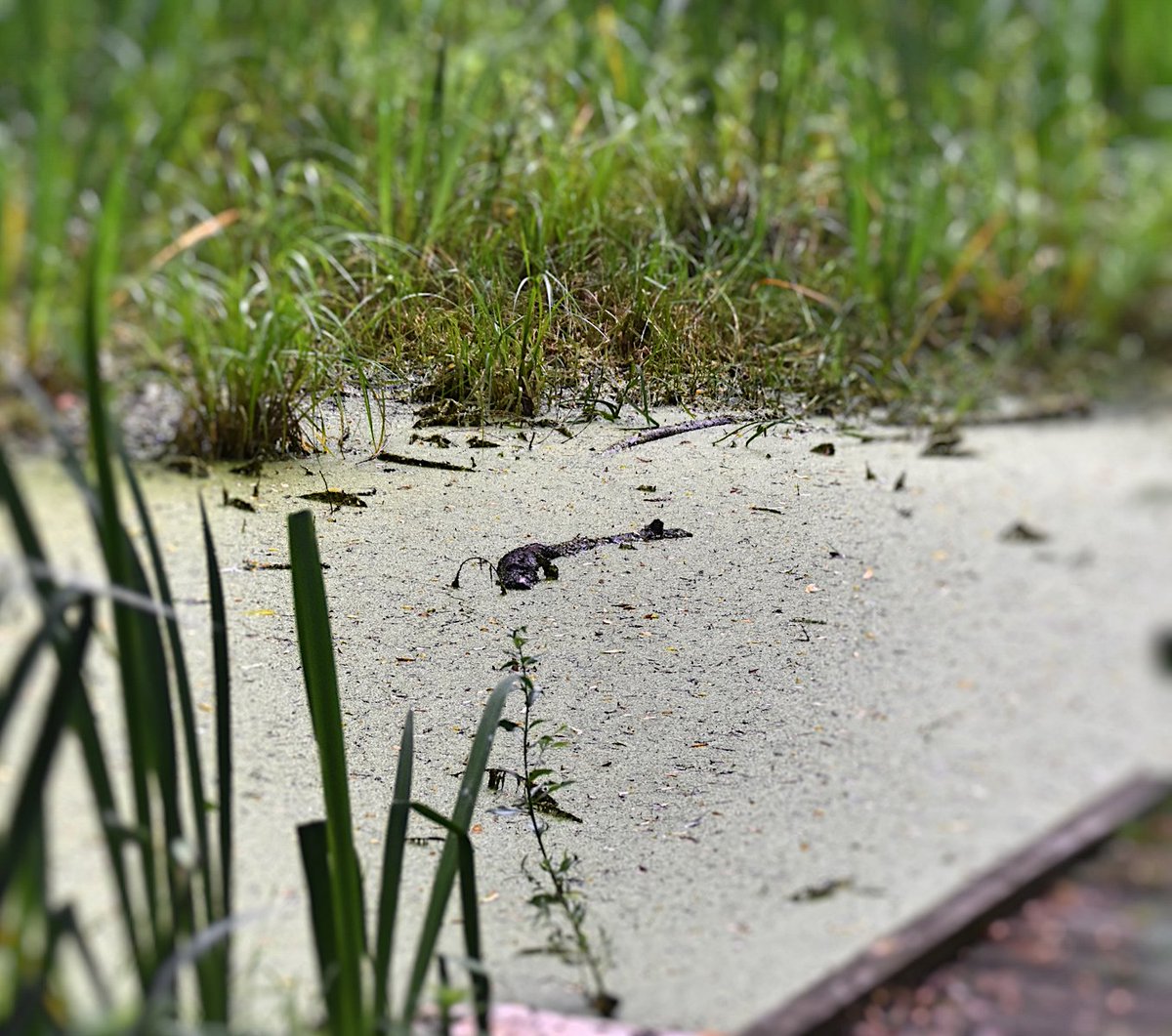 wildscribbler1's tweet image. Truly @TaverhamMill is well worth a walk around and you might see kingfishers or otters. The kids will love the boardwalks and the riverbank. Make sure they steer clear of the crocodile in the 'dipping pond' though! #noalarmclock #peterpan