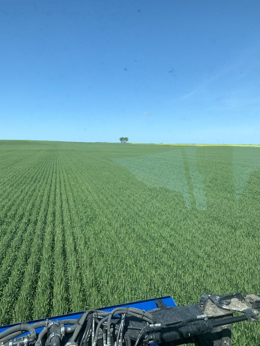 Some Prosaro XTR on the wheat this morning