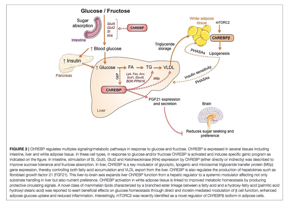 Bookmark this one from Catherine Postic - Carbohydrate Sensing Through the Transcription Factor ChREBP frontiersin.org/article/10.338…