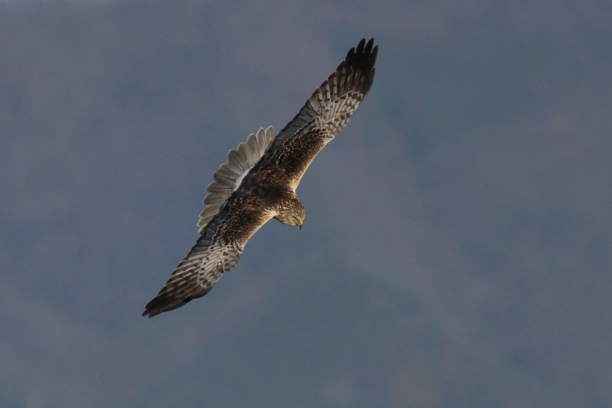 Gfb Sur Twitter みんな大好き生態系サービス 生態系サービスってことで小山市は国内外来種のホンモロコの水田養殖を始めちゃった 地域戦略ではホタルを例に遺伝子の問題や外来種問題に触れてるのにね それ逃げて定着したらどうするの