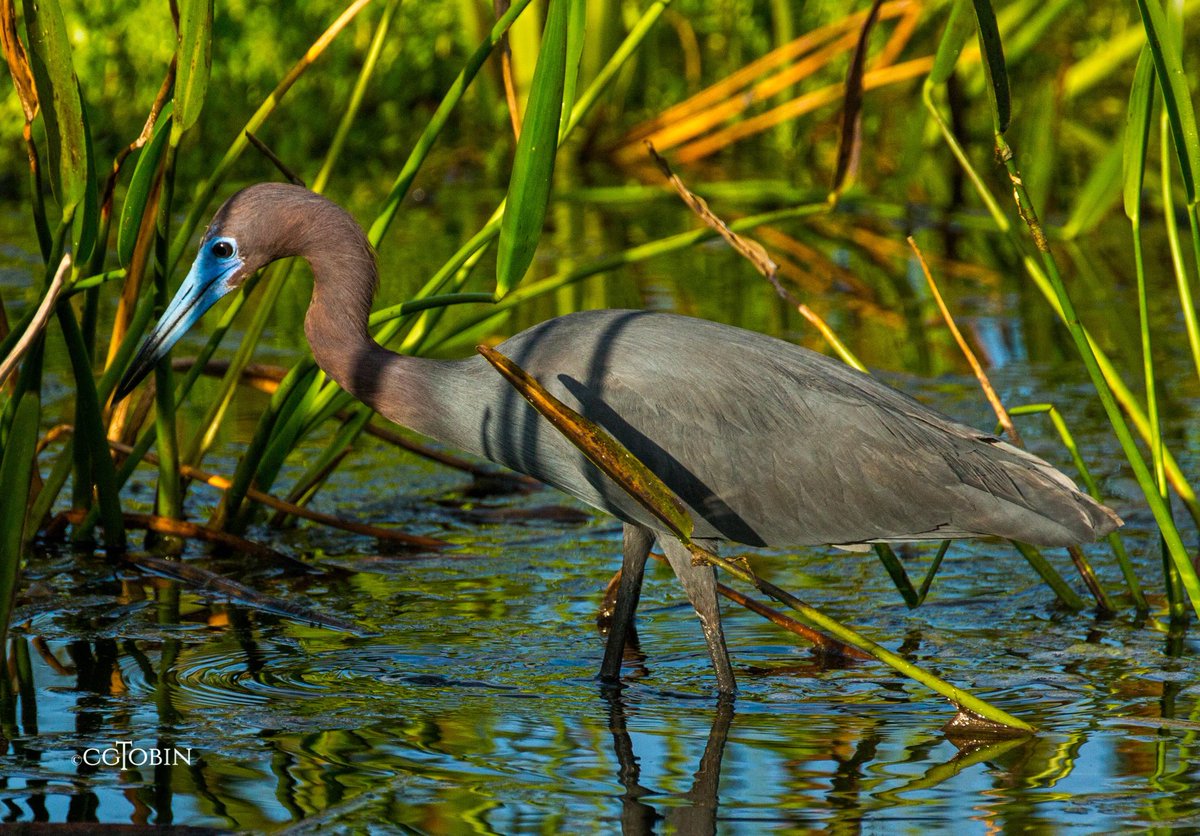 smartwoman123's tweet photo. My amazing colors....little blue heron #birds #herons #blue #littleblueheron #breedingcolor https://t.co/zzWZ11kI3c