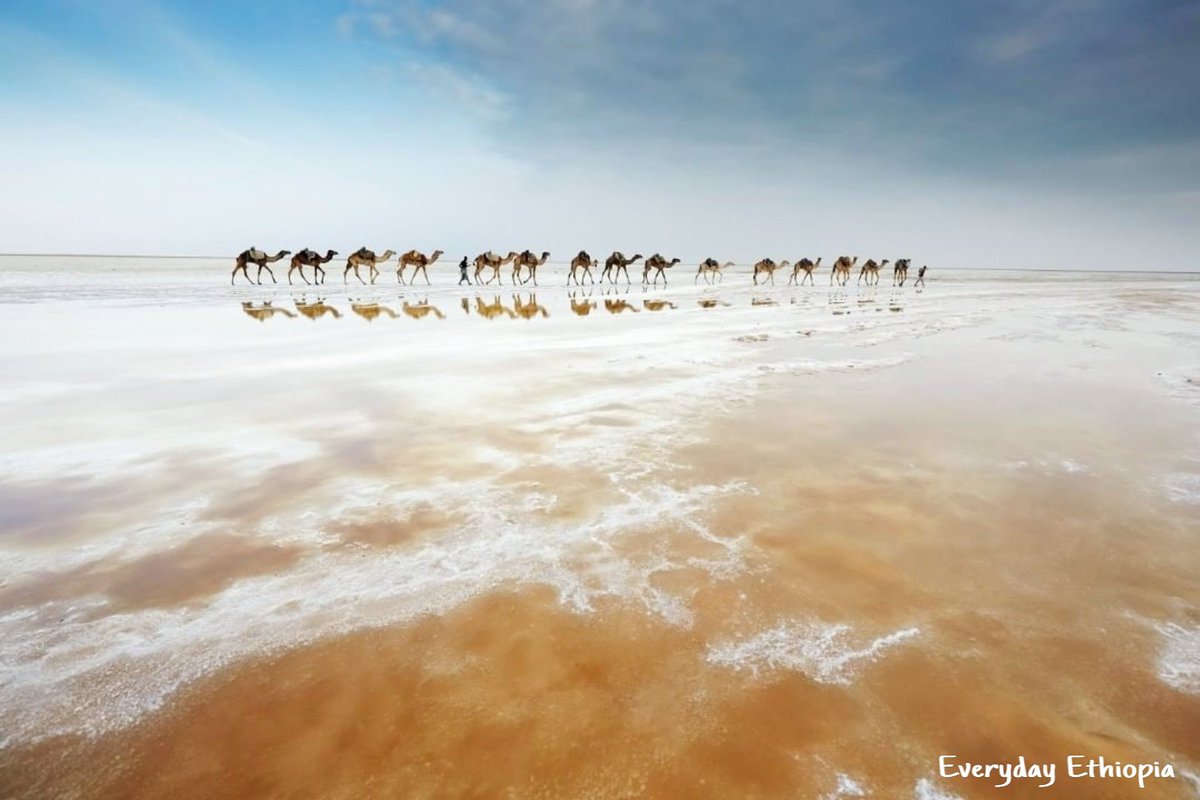 Camel Caravans; 🐪🐫🐪🏔️
Afar #Ethiopia. 💙🇪🇹
Camel Caravan on the salt flats.
Afar, Denakil Depression, Ethiopia

#Photography #camel #Dallol #Deserts #Africa #NatureBeauty #picoftheday
(Credits: magazinegeo & Alessandra Meniconzi)