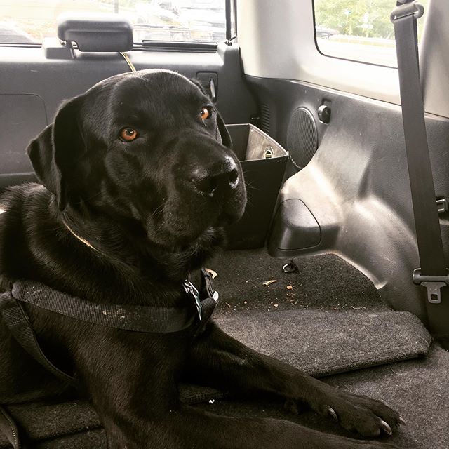 madventureco's tweet photo. Coal goes to the dump. @coalesq #dogsofinstagram https://t.co/s4YypYyZKz https://t.co/OTWH0xfplN
