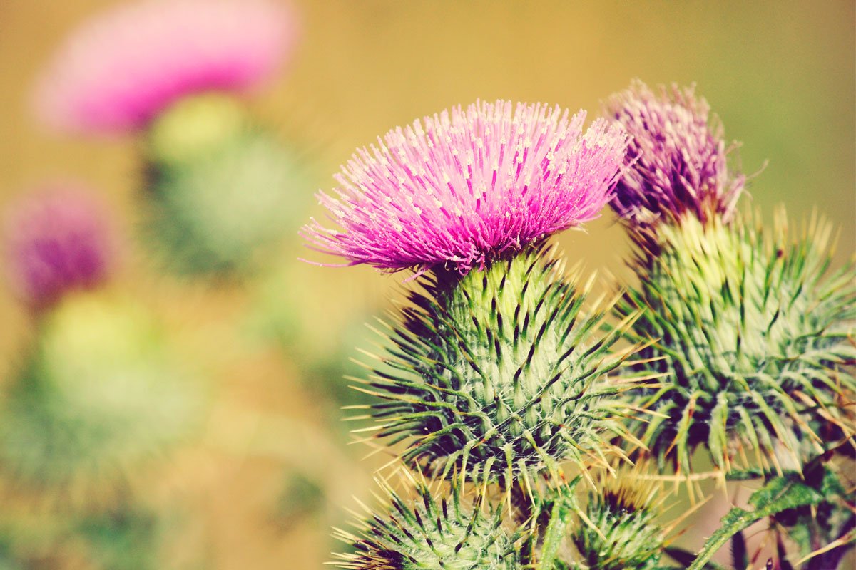 Gin_Cooperative's tweet photo. #BeautifulBotanicals Part 4 feat.
Milk Thistle @Glaswegin1
Sugar Kelp @harrisdistiller
Pink Peppercorn @biggargin
Heather @TheGaelGin
Chamomile @SOS_Gin
#scottishgin #discoverscottishgin #gin #botanicals #scotland https://t.co/uZpcr7i6t2