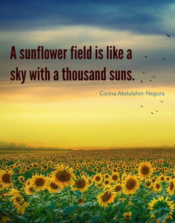 Sunflower Quotes For My Daughter