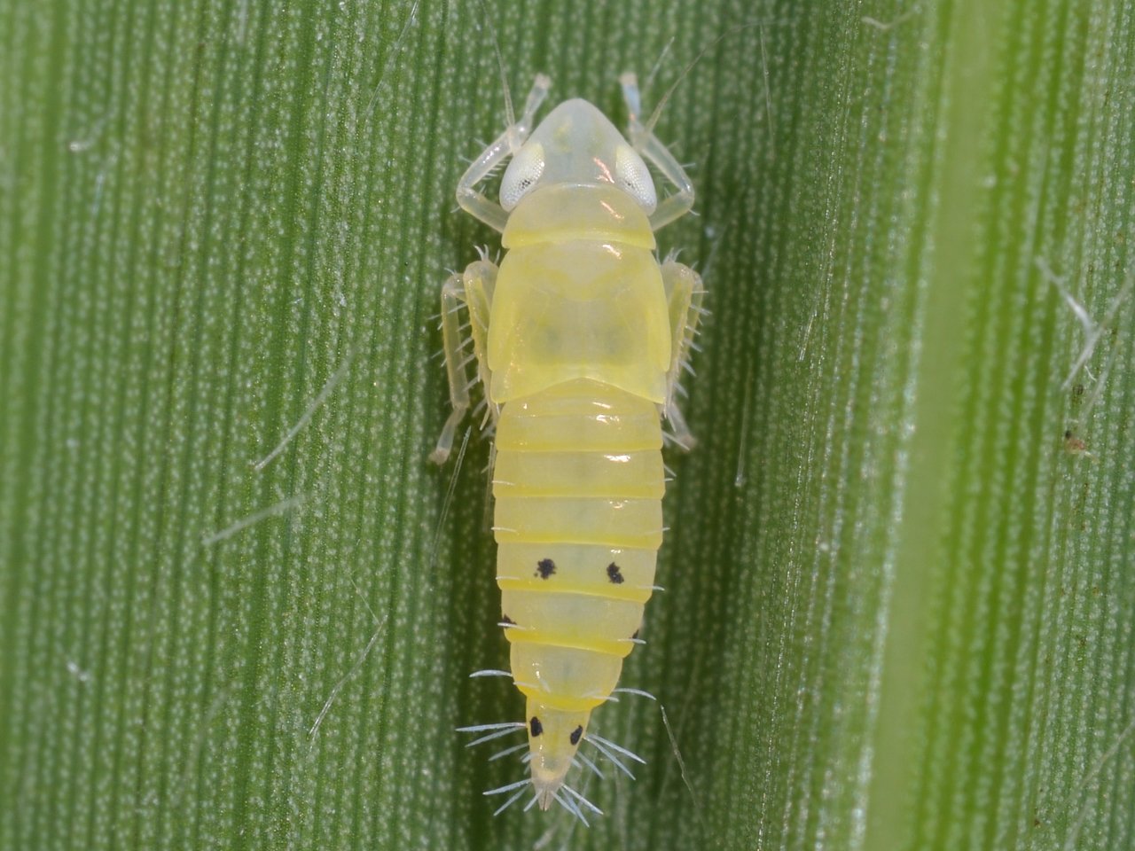 カメムシ セミ ウンカ Hemiptera Twitter