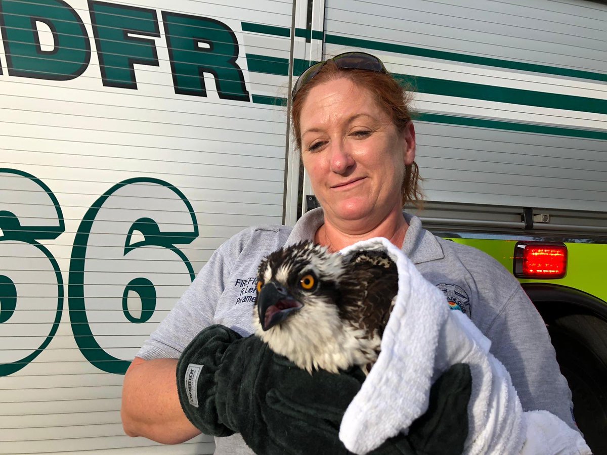 MiamiDadeFire's tweet photo. On Friday, July 5 at 6:46 p.m., #MDFR #Engine66 A-shift responded to an Osprey stuck in a fence at 3361 NE 2nd Drive. The crew carefully were able to free the bird from the fence. The Osprey was then taken to the Florida Keys Wild Bird Center to be assessed for injuries. https://t.co/LyzoGALUTO