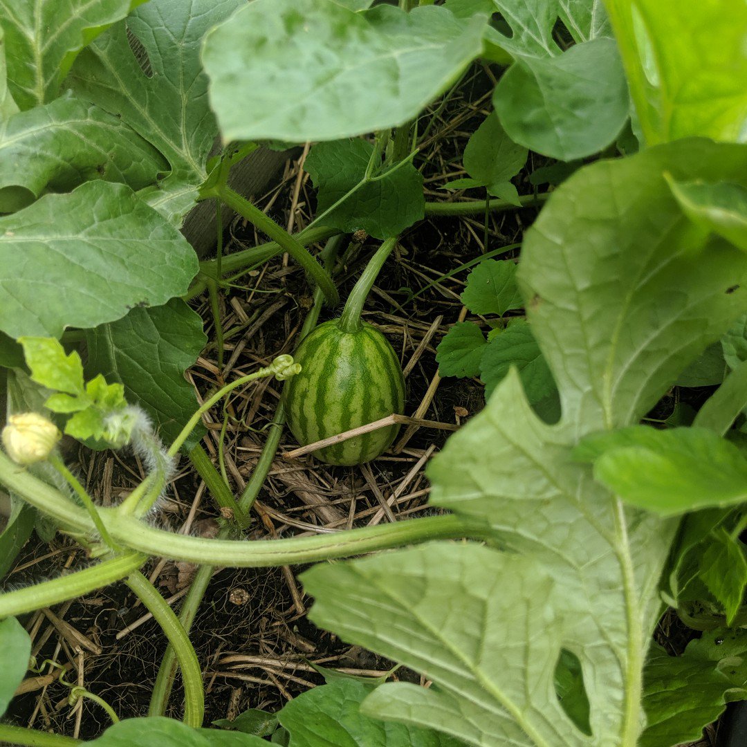 I spy with my little eye a baby watermelon!

#growinggreendreams