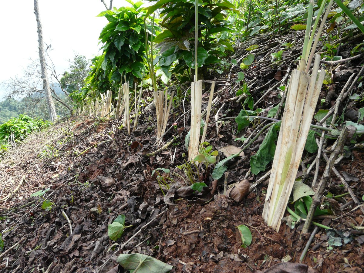 Given the topography of the farm, one of the main challenges to the sustainability of the plantation is how to mitigate and revert the effects of soil erosion. To address this issue La Lomita is acting decisively on three fronts:
Continue reading 🔛bit.ly/2Mw9GE3