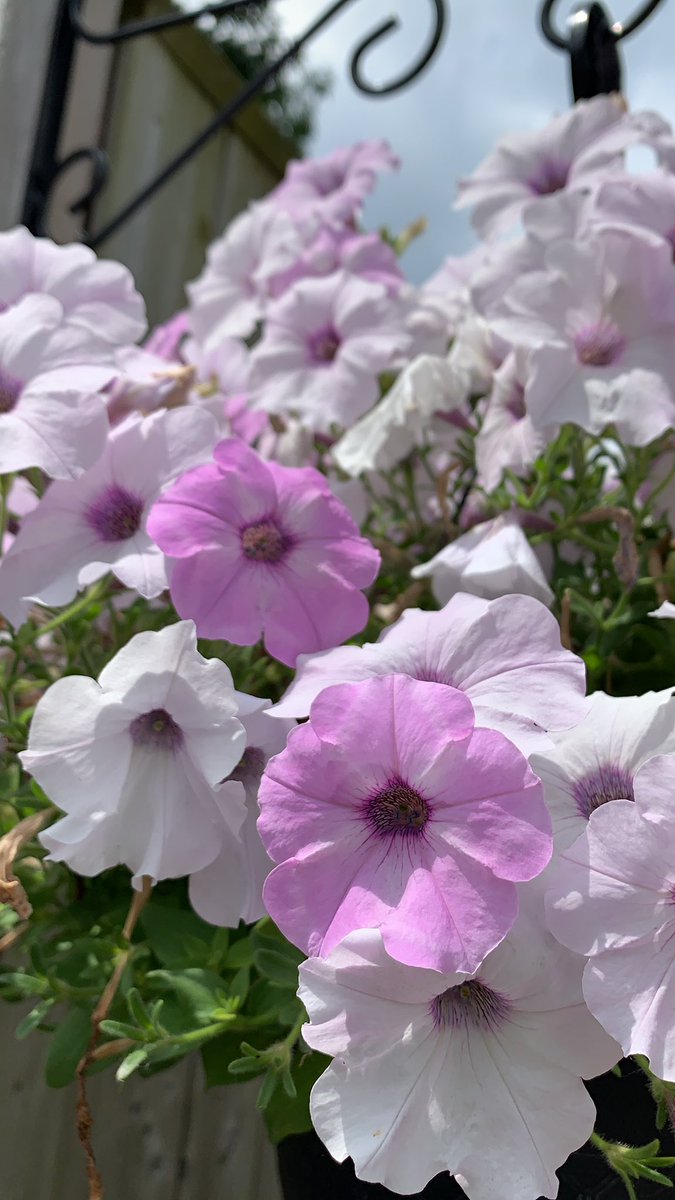 CourseChanging's tweet image. Love how my white #flower basket is turning #pink. #summer2019 #gardening