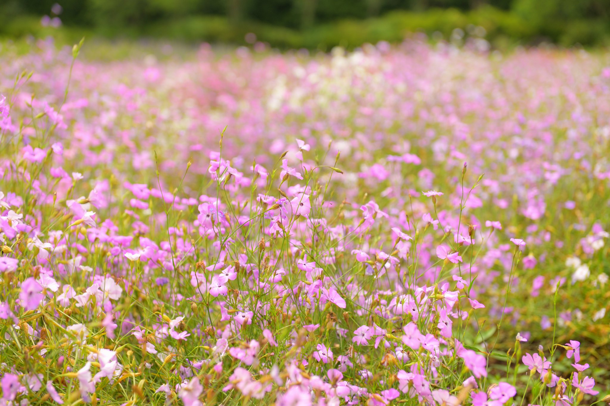 どりphoto 那須フラワーワールド ビスカリア Nikon D3x Af S Nikkor 24 70mm F2 8g 写真 被写体募集 被写体 写真好きな人と繋がりたい モデルさんと繋がりたい ポートレート モデル募集 東京カメラ部 風景 景色 花 ビスカリア 那須フラワー
