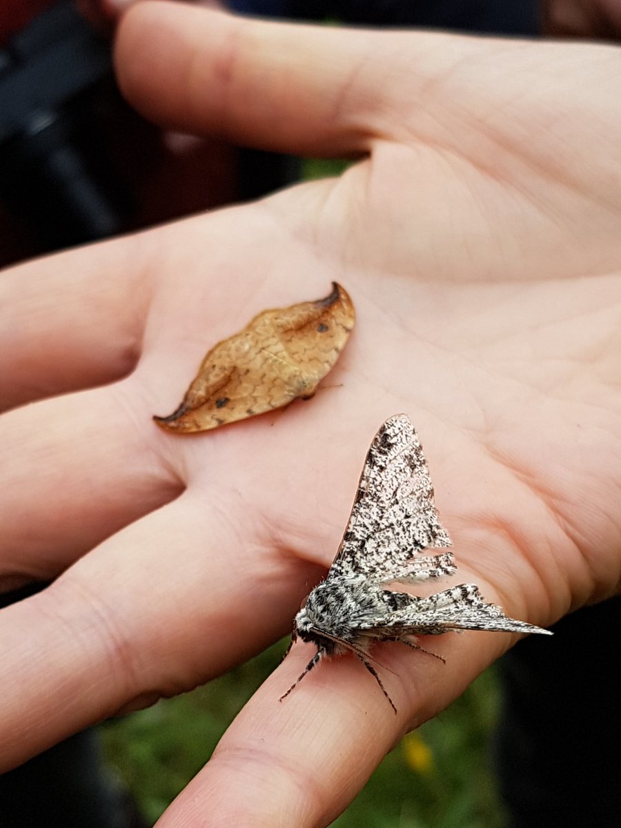BioDataCentre's tweet photo. It's been a productive day's #moth #identification to say the least with one of Ireland's leading authorities on the subject matter, Ken Bond. What an incredible wealth of knowledge! 

The first workshop of our #SummerAutumn2019 Workshop Programme with many more to come! https://t.co/rvn11IAnZg
