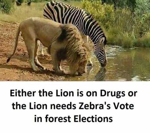 The lion hunts everyday only to live, have cubs, take care of them, hunt some more & die. It's sole life purpose is to ensure that there must always be lions after it's gone 🤔 #SurvivalOfSpecies #OneTrackMindedness