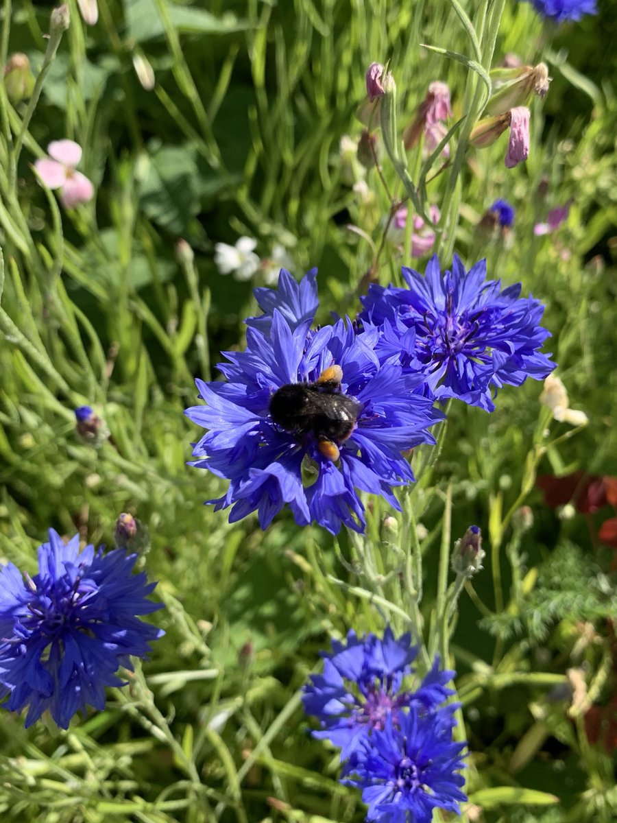 AmoMostofi's tweet photo. This year we grew a wild flower meadow for our bee bros in our garden (instead of some fancy schmancy group of “just in it for the looks” flowers). We’ve had so many bees visit the meadow that at times you get a chorus of buzzing 🐝 ❤️ 

#savethebees #beebros https://t.co/qIrSfDSgbH