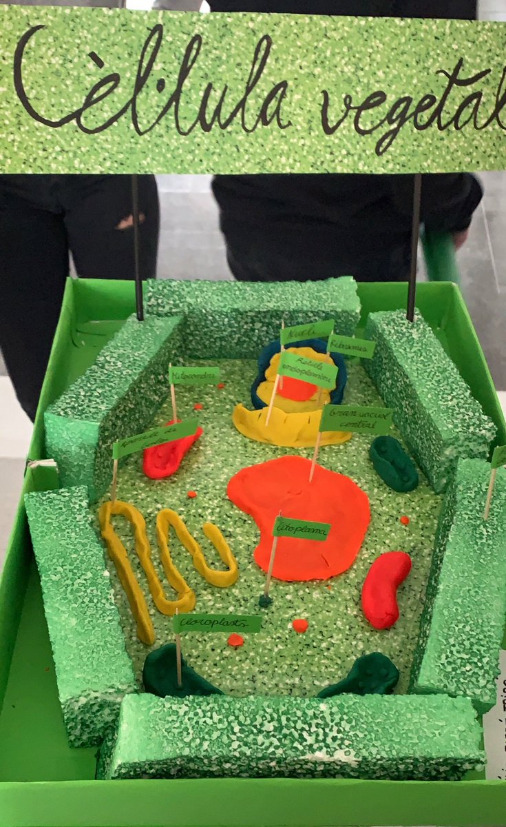 Papaver23's tweet photo. L’alumnat de 1r ESO de l @InsErmengol presents el seu #CellProject. Treballem la cèl·lula construïnt-la des de zero. #aprenentatge #imaginació #projectes #ciències https://t.co/gmXTHpnS62