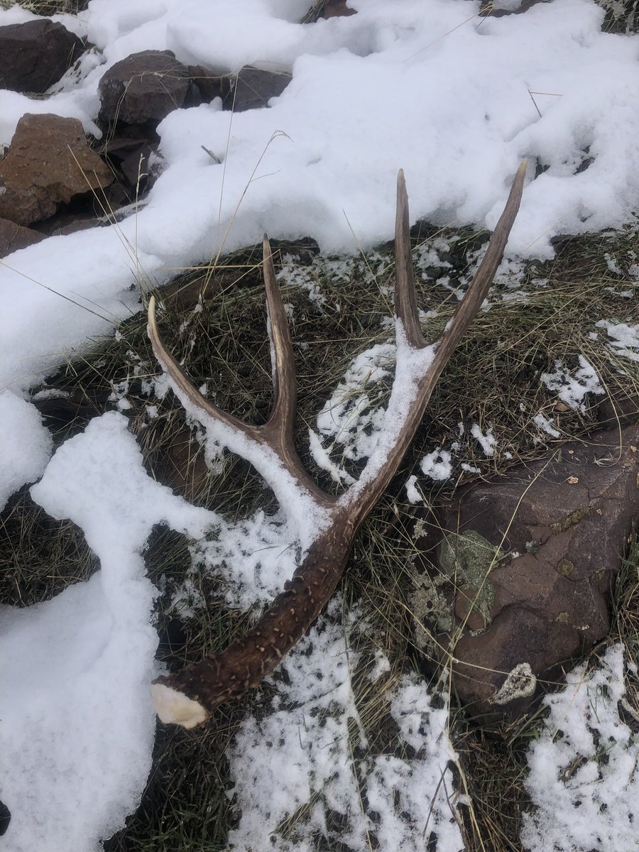 kodee_vining's tweet image. I love shed hunting as much as Dwight loves the Scranton branch.