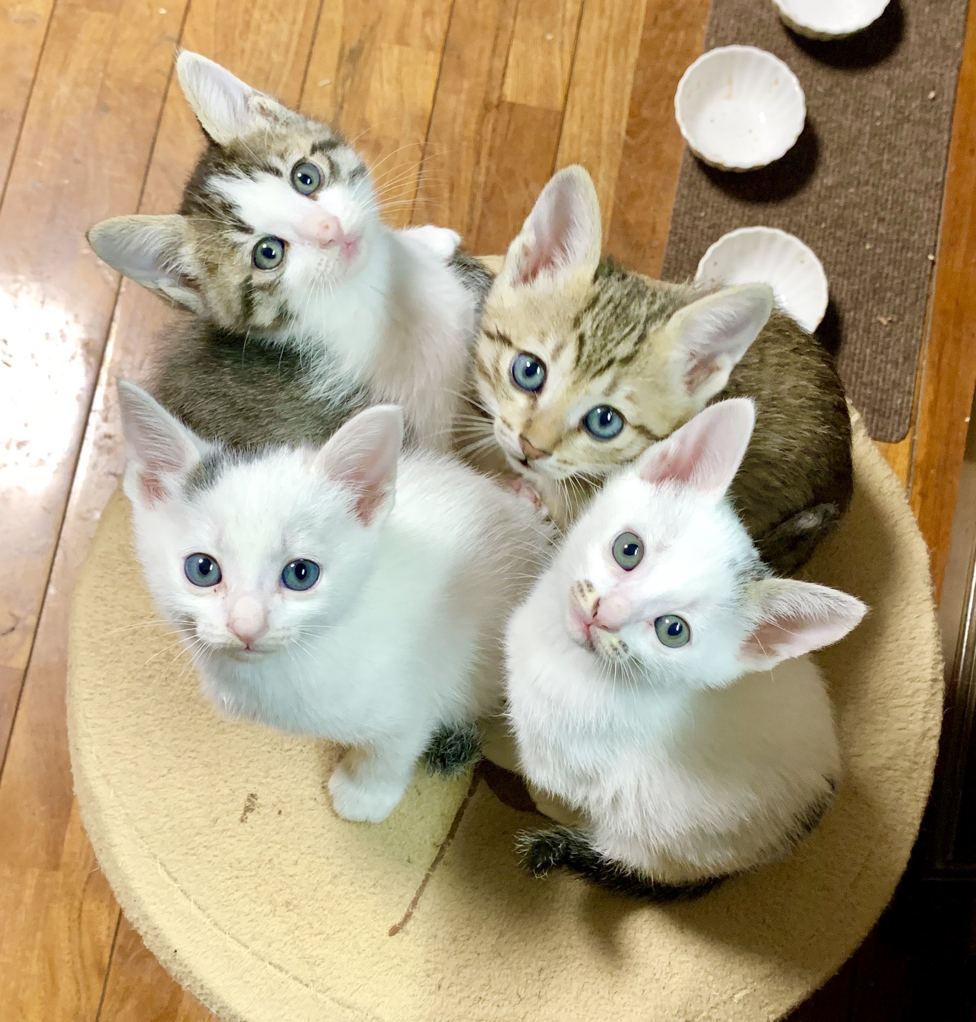 歳 子猫の青目キトンブルーが抜けていく頃 今日の猫 T Co Elfjrcwg5u Twitter