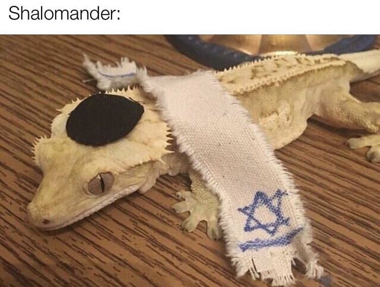 Wanna meet The Shalomander??? Come to Spring Kallah!