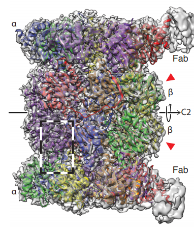 Purification and cryoEM structure determination of an untagged protein complex from a single microliter of cell lysate prelights.biologists.com/highlights/mic…

by #preLighter @scidave on #preprint from Thomas Braun lab @LabStahlberg and co.