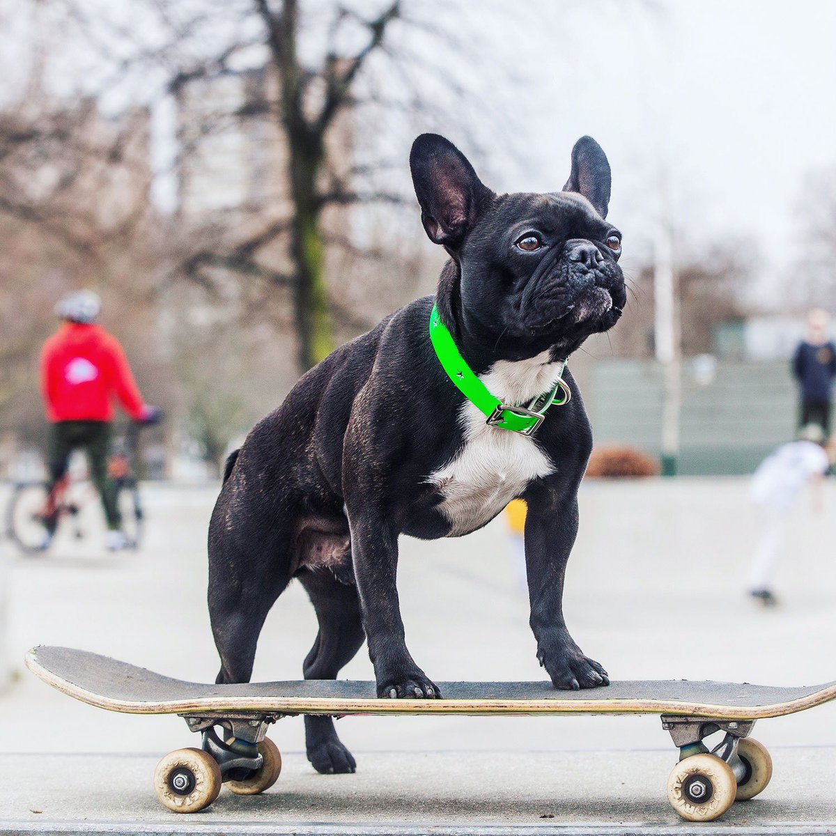 Pawfect_Friend's tweet photo. Look at these cool dogs wearing Disco dog collars in neon green, orange and yellow. Perfect to brighten up evening and early morning walkies.  #disco #dog #Collars #leads #dogsoftwitter #cool https://t.co/eNQBJoXPVg