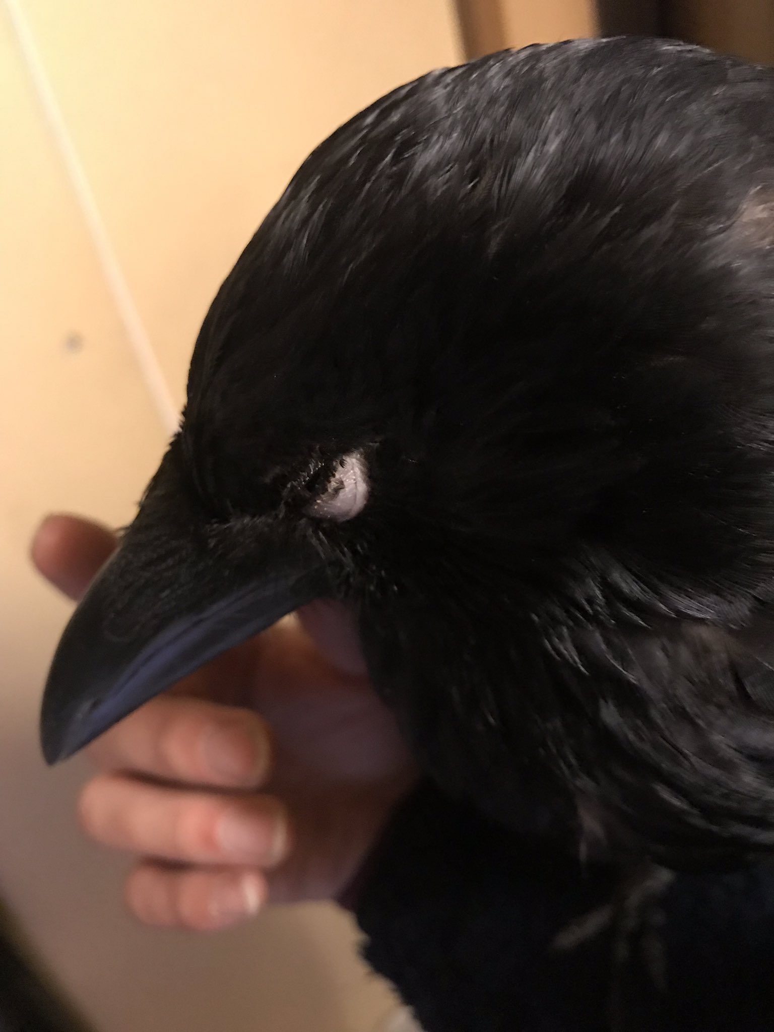 等松弘貴 Carrioncrowlovers カラスは悪者のイメージが強いですが こんなにも表情豊かで可愛いらしい鳥なのです T Co Kkvem6oh4m Twitter