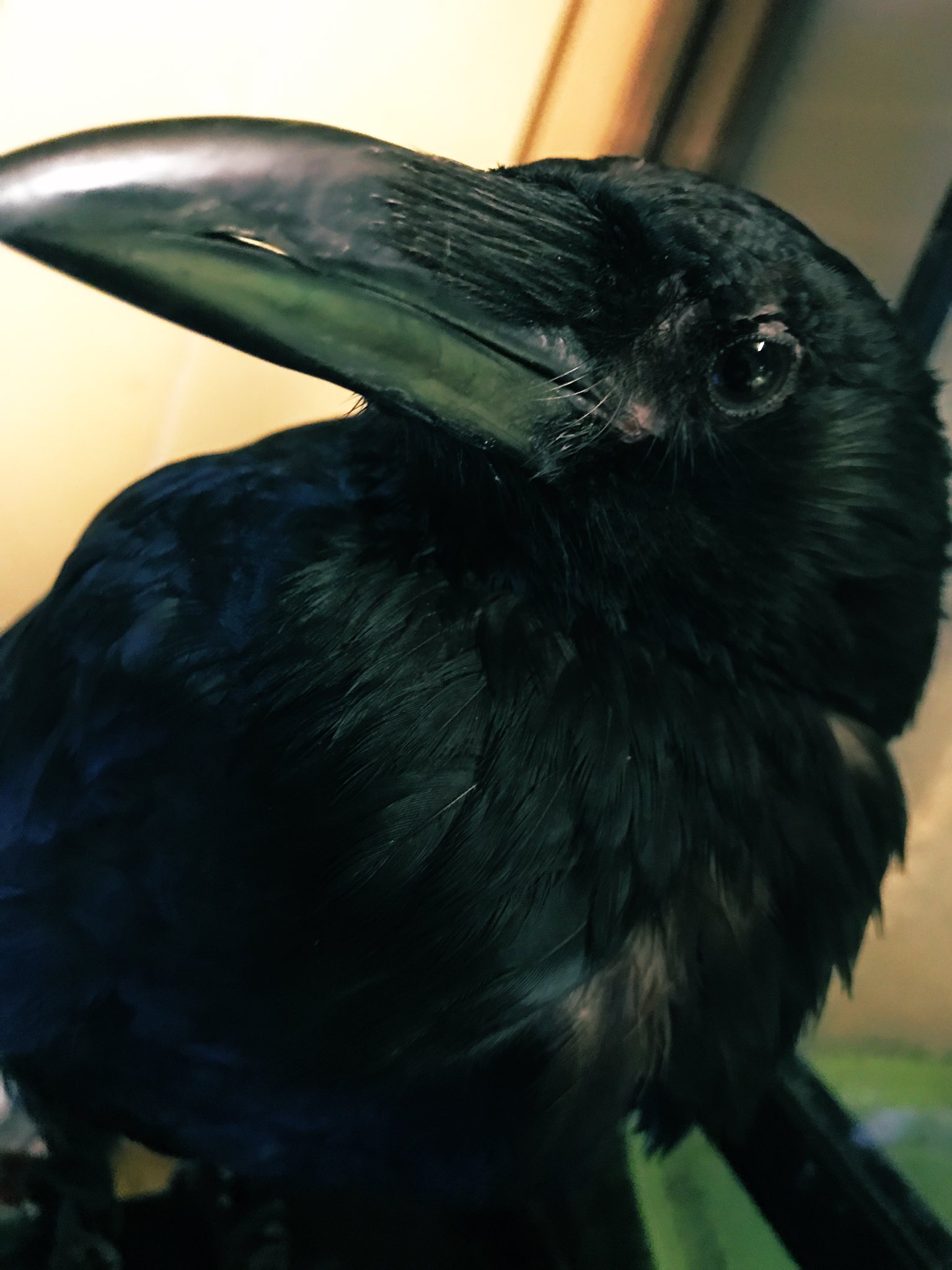 等松弘貴 Carrioncrowlovers カラスは悪者のイメージが強いですが こんなにも表情豊かで可愛いらしい鳥なのです T Co Kkvem6oh4m Twitter