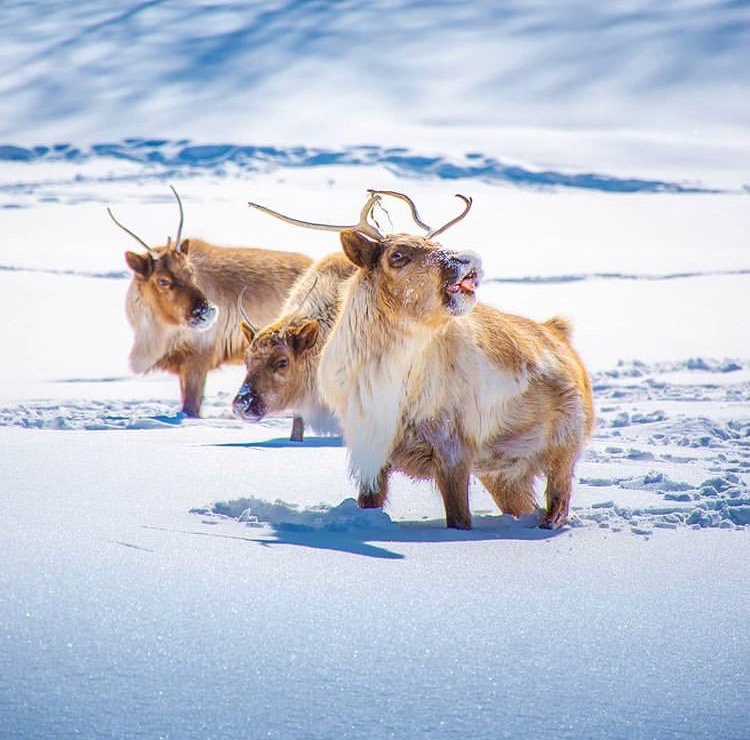 Get up close &amp; personal with Canadian wildlife this winter at <a href="/parc_omega/">Parc Oméga</a>, just a short drive from downtown Ottawa! 🦌🐻 bit.ly/2vgvA4k #MyOttawa #Outaouaisfun 📷 avolossov/IG