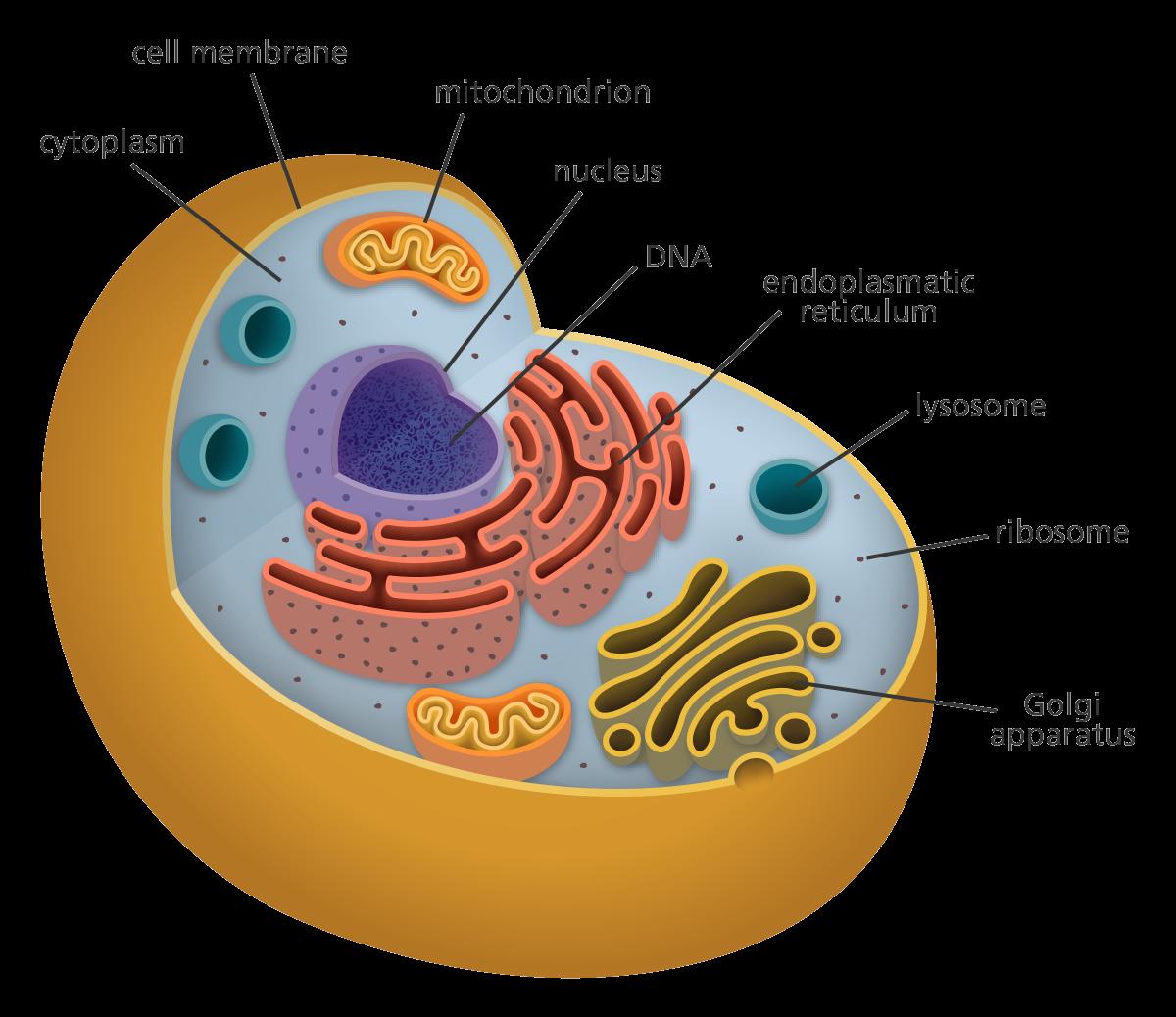 jamenta's tweet photo. As the smallest unit of life, cells possess an organized complexity rivaling man-made machines but on a scale billions of times smaller."
~Comella #CM #p207 #Science https://t.co/FJuc1zAc5h