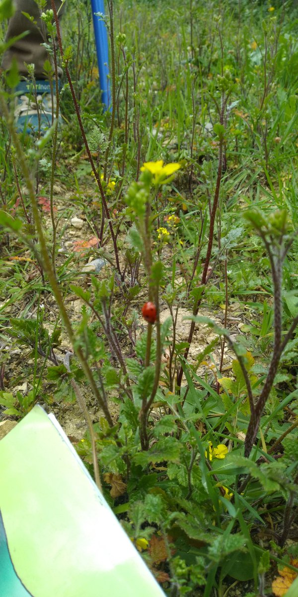 Okumak kadar dinlemekte kiymetlidir 😊 <a href="/cengizmete/">Cengiz Mete</a> @Cgnde <a href="/NizipilceMEM/">Nizip İlçe Milli Eğitim Müdürlüğü</a> <a href="/Gaziantep_MEM/">Gaziantep İl Millî Eğitim Müdürlüğü</a> #benokuyorumGaziantepokuyor