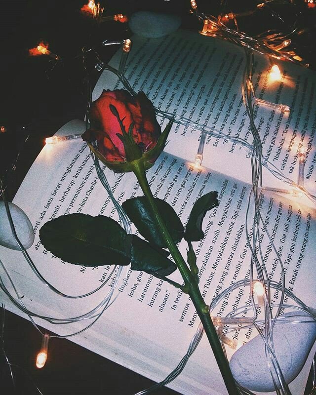 notfeelings_'s tweet photo. 🌹. . . R O S E . . . 🌹
   • ฝากรีทวิตด้วยน้า • 
 ° ฝากกดติดตามด้วยน้า °     
#wallpaper #wallpapers #แจกวอล 
#วอลโฟน #แจกดิส #วอลเปเปอร์  #คุมโทน #คุมโทนไอจี #แจกวอลโฟน  #แจกวอลเปเปอร์ https://t.co/mtWYVkll3P