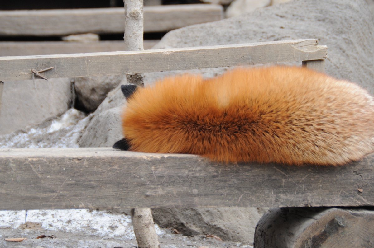 JapanWelcome's tweet photo. fox, fox and fox! adorable...@ Zao Fox Village https://t.co/OIK3ZhDcfF