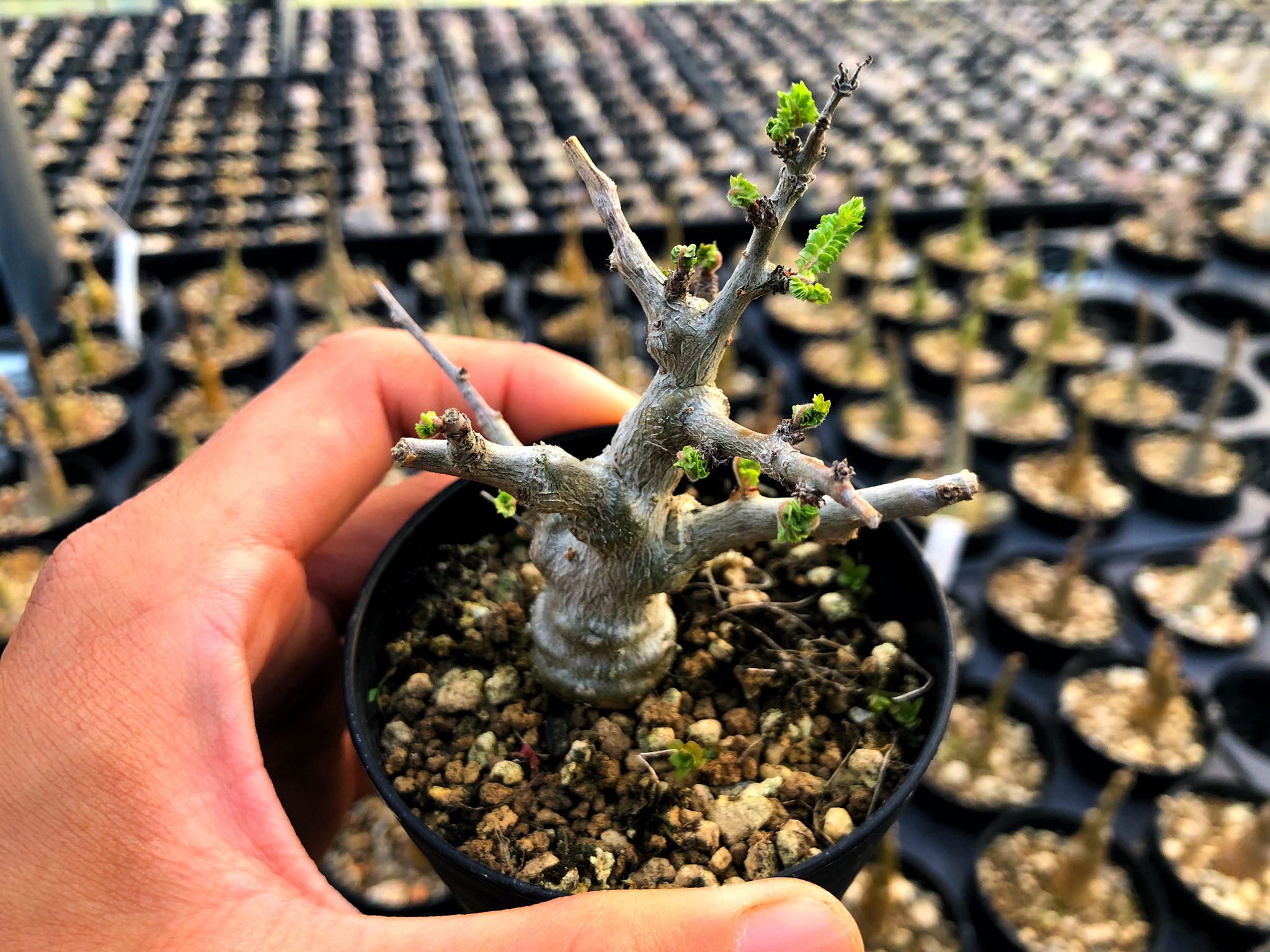 ボスウェリア ネグレクタ実生