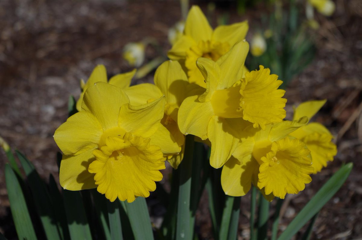 Sondergarten's tweet photo. Frühling im Garten - 👧🧒🐝🌷 - Angebot für Kinder (6 bis 12 Jahre) #Kinderferienprogramm Di. 12.03.2019 - 14-15 Uhr - Anmeldung erforderlich! #Frühling #Blüten #Hummeln #Biene #Winterade #Kind #Hamburg #Wandsbek #Ferien https://t.co/gLayhzEHMb https://t.co/BNfvTIa1Lk