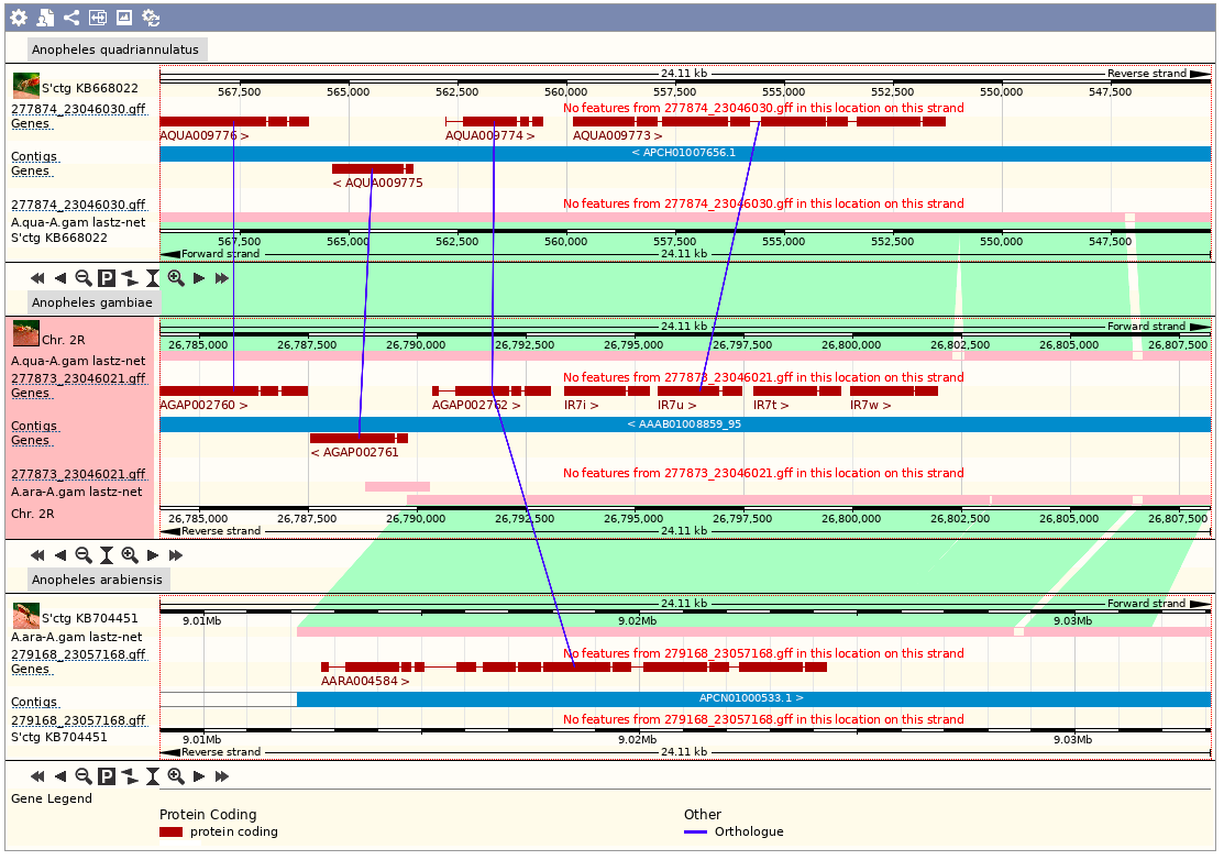 VBannotator's tweet image. Comparison of #Anopheles #gambiae #arabiensis #quadriannulatus. Needs manual curation to tease those ionotropic receptor predictions out. #VBannotation