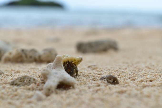 ヤドカリのtwitterイラスト検索結果 古い順