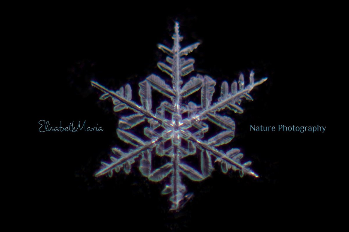 expressitwrite's tweet image. Sunday Snowflake #macro #Nikon #nikonphotography #nikond810 #winter #snowflake #snow #photography #macrophotography