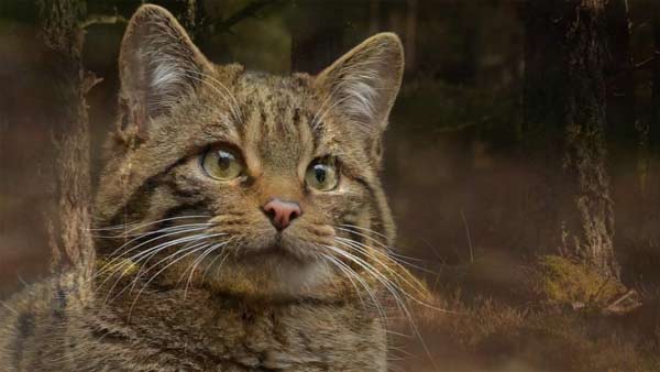 What next for the #ScottishWildcat? Following the recent <a href="/IUCN/">IUCN</a> Cat Specialist Group report, Helen Senn, #RZSS Head of Conservation and  Science Programmes, discusses the next steps in the #conservation of  Scotland’s critically endangered native wildcat: rzss.org.uk/news/article/1…
