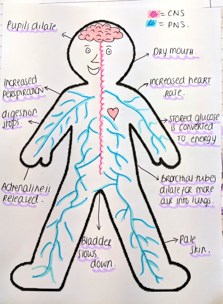 Y12 are learning about the #NervousSystem in #biopsycholgy.

(The 'non-scientific' subject 😉)