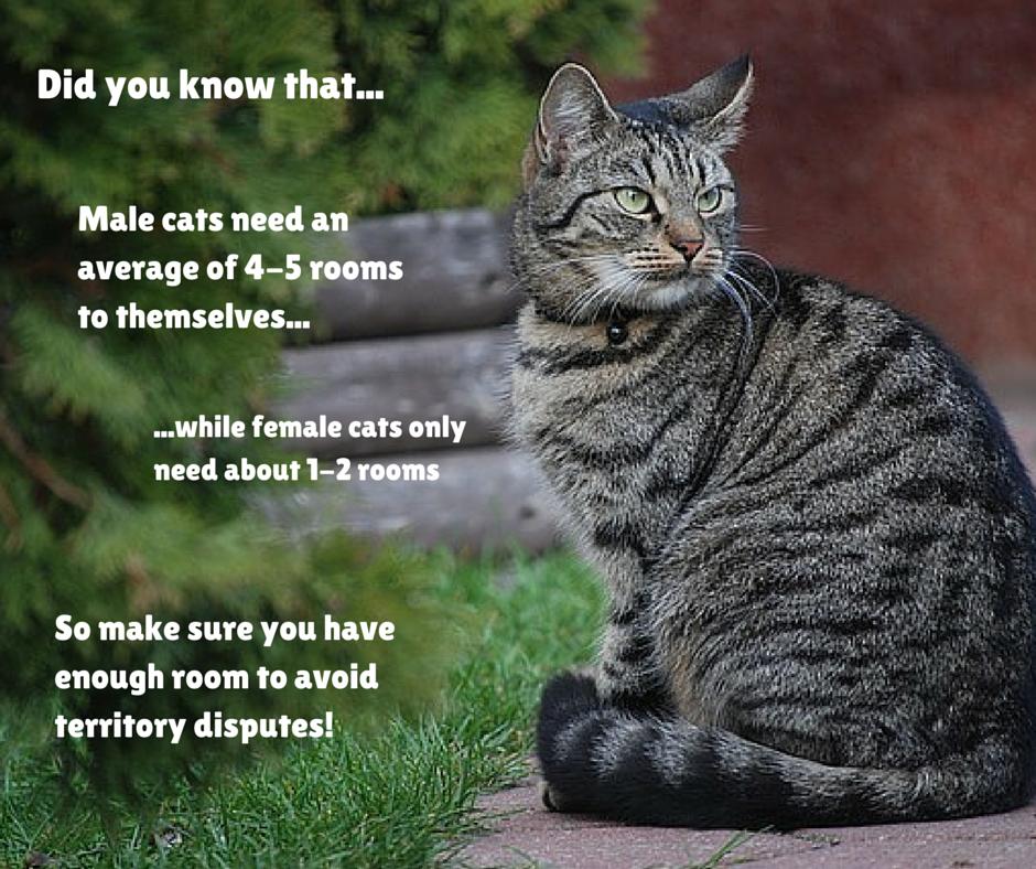 TheFelinePov's tweet photo. Of course, every individual is different and the dynamic between your kitties will also be a factor. 

But, in my experience, a tom cat can drive out other cats to obtain the territory they so desperately crave. #catfacts #catbehavior https://t.co/L5oCKWlVWd