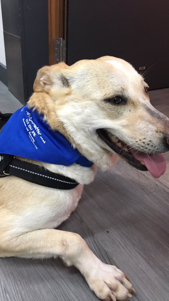 AllDogsMatter's tweet photo. Wow, what a morning! ✨We hoped you tuned in to see our Daisy dog do her thing on @thismorning with Ira, Phil and Holly. If this Egyptian queen has stolen your heart ❤️ please visit our website and complete a rehoming questionnaire...🐾 https://t.co/CnCqE1QTG6

#finddaisyahome https://t.co/ZdmO6QjB6E