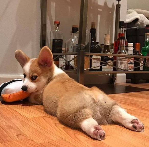 corgilover990 tweet picture
