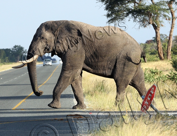 BWGovernment's tweet photo. DEPT INUNDATED WITH HUMAN WILDLIFE CONFLICT REPORTS |The Dept of Wildlife and National Parks in Okavango Sub-district continues to receive reports of human wildlife conflict which is mainly sparked by elephants that damage crops.
#BatswanaFirst #HumanWildlifeConflictIsReal ๐ https://t.co/2HZAPyWXB1