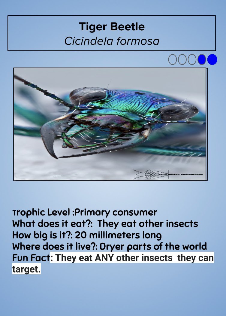 STEMwithmrsG's tweet photo. Gearing up for the wild card round! Antlion vs. Tiger Beetle!! Trading cards made by students. #2019MMM @PioneerRidge_MO #isdscience https://t.co/BXbopwYX3R