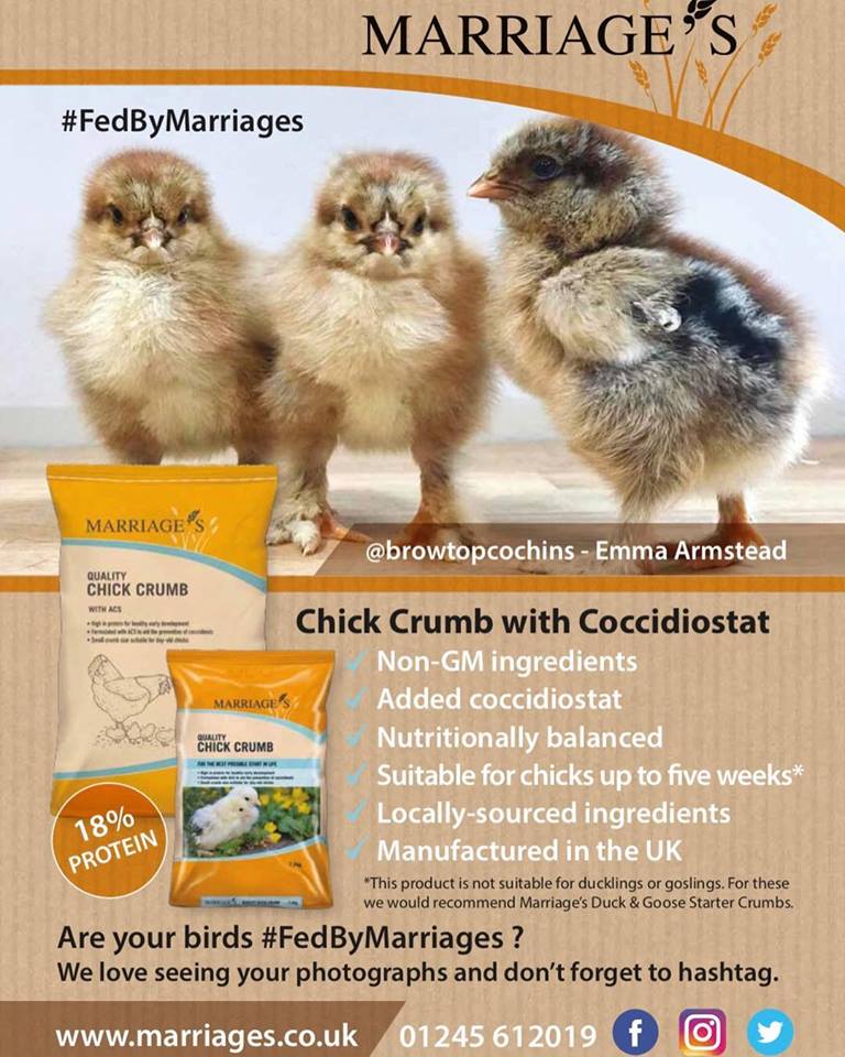 MarriagesFeed's tweet photo. Have you seen our latest advert? Are you animals #FedByMarriages could they be our next advert stars? We love receiving your stories and photos email them to info@marriagesmillers.co.uk 

#MarriagesFeed #Poultry #MagazineStas #BrowTopCochins https://t.co/oN5zyd3AO4